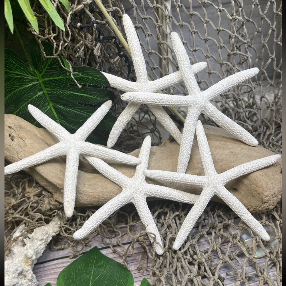 5 Real White Finger Sea Stars / Starfish DIY Christmas ORNAMENTS BULK CRAFTS LOT
